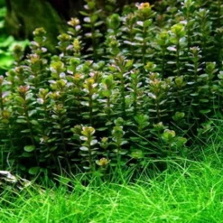 XL In-Vitro Bonsai Rotala / Rotala 'Bonsai' Im XL-Cup