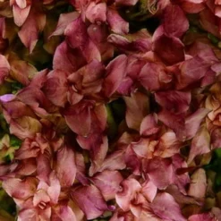 In-Vitro Japanischer Rotweiderich / Rotala Macrandra 'Japan'