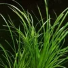 XL In-Vitro Helfers Zyperngras / Cyperus Helferi -Hobby Verkäufe V139DZ 1