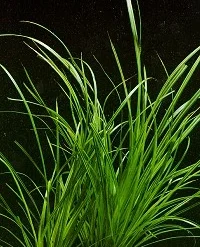 XL In-Vitro Helfers Zyperngras / Cyperus Helferi