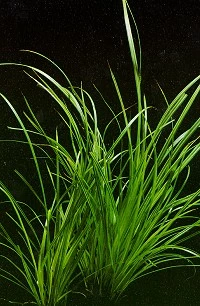 XL In-Vitro Helfers Zyperngras / Cyperus Helferi 3 XL In-Vitro Helfers Zyperngras / Cyperus Helferi