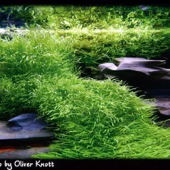 In-Vitro Kleiner Fleischfressender Wasserschlauch / Utricularia Graminifolia