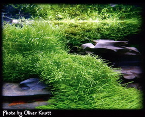 In-Vitro Kleiner Fleischfressender Wasserschlauch / Utricularia Graminifolia 3 In-Vitro Kleiner Fleischfressender Wasserschlauch / Utricularia Graminifolia