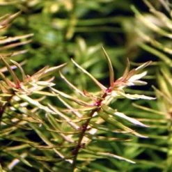 XL In-Vitro Amerikanische Wasserhecke / Didiplis Diandra