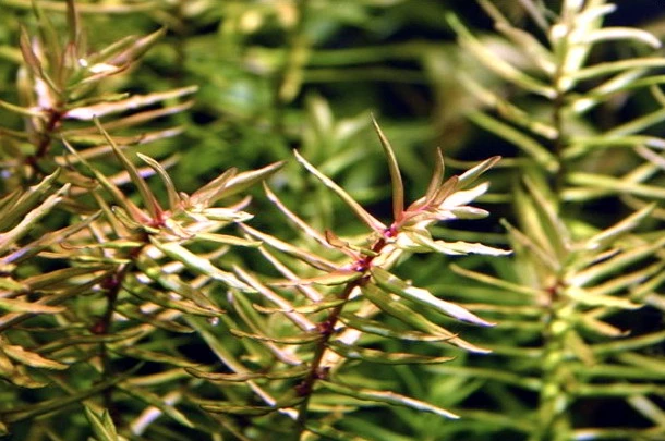 XL In-Vitro Amerikanische Wasserhecke / Didiplis Diandra 3 XL In-Vitro Amerikanische Wasserhecke / Didiplis Diandra