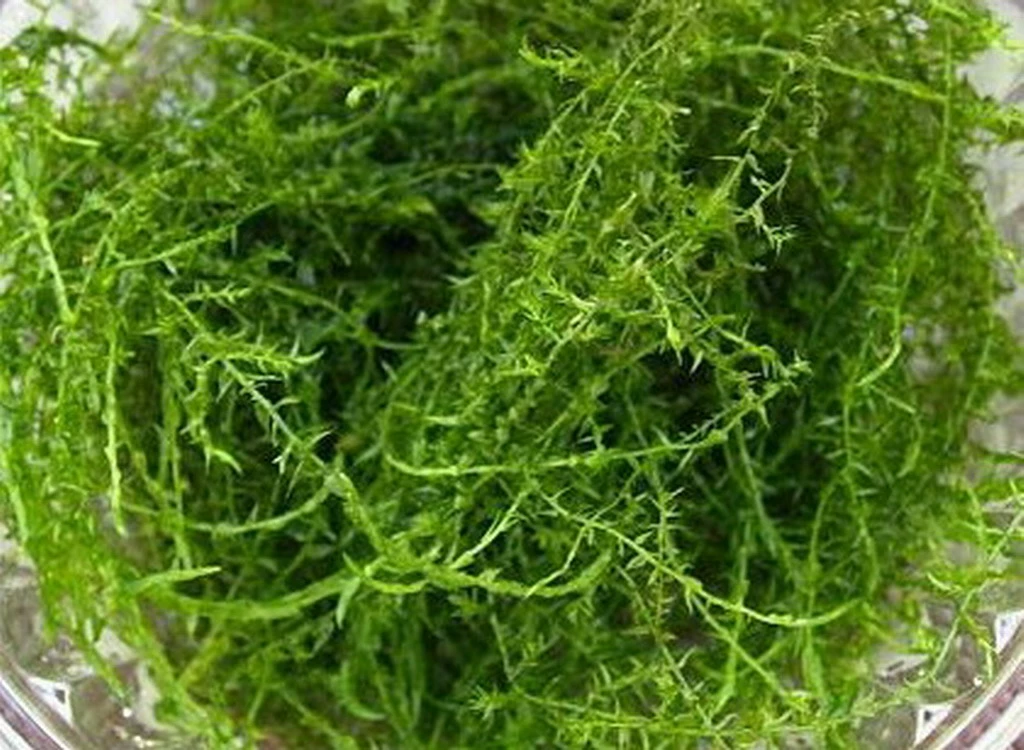 In-Vitro Stringy Moos / Leptodictyum Riparium 3 In-Vitro Stringy Moos / Leptodictyum Riparium