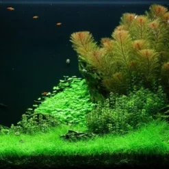 In-Vitro Bonsai-Nadelsimse / Eleocharis Sp. 'mini'