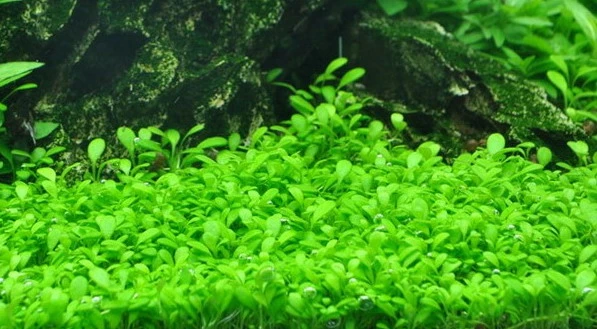 In-Vitro Australisches Zungenblatt / Glossostigma Elatinoides 3 In-Vitro Australisches Zungenblatt / Glossostigma Elatinoides