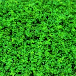 XL In-Vitro Kuba Zwerg-Perlenkraut / Hemianthus Callitrichoides CUBA, Kurz Hcc