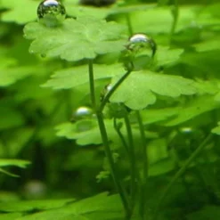 In-Vitro Hydrocotyle Tripartita Sp. 'Japan' 5 In-Vitro Hydrocotyle Tripartita Sp. 'Japan' -Hobby Verkäufe V249DZ 1 2