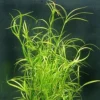 XL In-Vitro Kriechende Binse / Juncus Repens -Hobby Verkäufe V275DZ 1 2