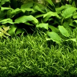 In-Vitro Brasilianische Graspflanze / Lilaeopsis Brasiliensis