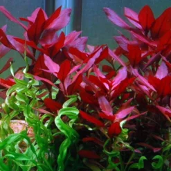 XL In-Vitro Rubinrote Ludwigie - Sp. 'Weinrot'/ Ludwigia Repens RUBIN