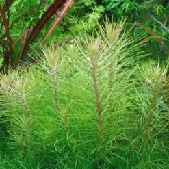 In-Vitro Indische Sternpflanze / Pogostemon Erectus