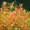 XL In-Vitro Kleine Rotala / Rotala Rotundifolia - Indica -Hobby Verkäufe V392DZ 1 1