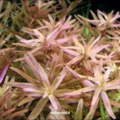 XL In-Vitro Kleine Rotala / Rotala Rotundifolia - Indica -Hobby Verkäufe V392DZ 1 3