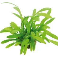 XL In-Vitro Zwergpfeilkraut / Sagittaria Sp. 'pussila'