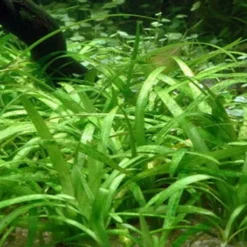 XL In-Vitro Kleines Flutendes Pfeilkraut / Sagittaria Sabulata