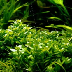 In-Vitro Kriechende Staurogyne / Staurogyne Spec. Repens