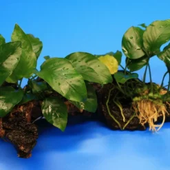 2 Kräftige Anubias Nana Auf Schöner Mopani-Wurzel -Hobby Verkäufe W001wf 1 2