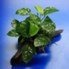 Anubias Barteri Auf Schöner Ca. 30 Cm Großer Wurzel -Hobby Verkäufe W002BL 1 1