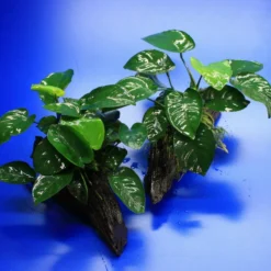 Anubias Barteri Auf Schöner Ca. 30 Cm Großer Wurzel -Hobby Verkäufe W002BL 1 3