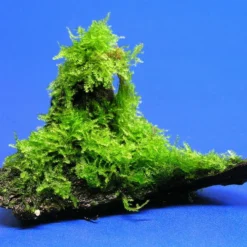 Wurzel Mit Christmas-Moos / Vesicularia Montagnei, Moos