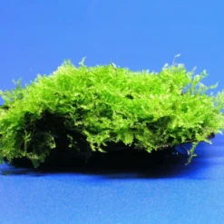 Wurzel Mit Christmas-Moos / Vesicularia Montagnei, Moos -Hobby Verkäufe W003T 1 3