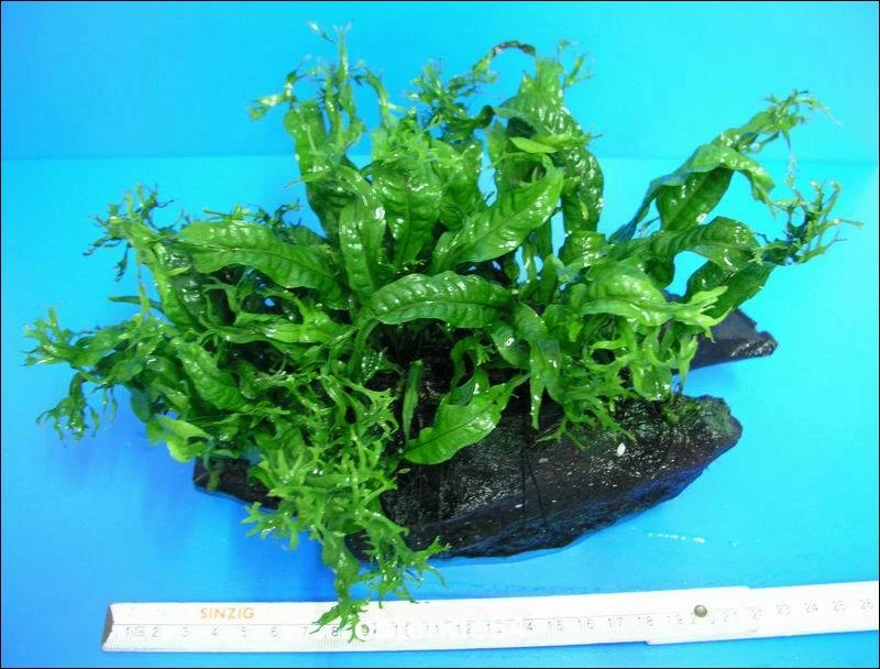 Javafarn Windelov /Microsorum Pteropus Auf Wurzel 3 Javafarn Windelov /Microsorum Pteropus Auf Wurzel