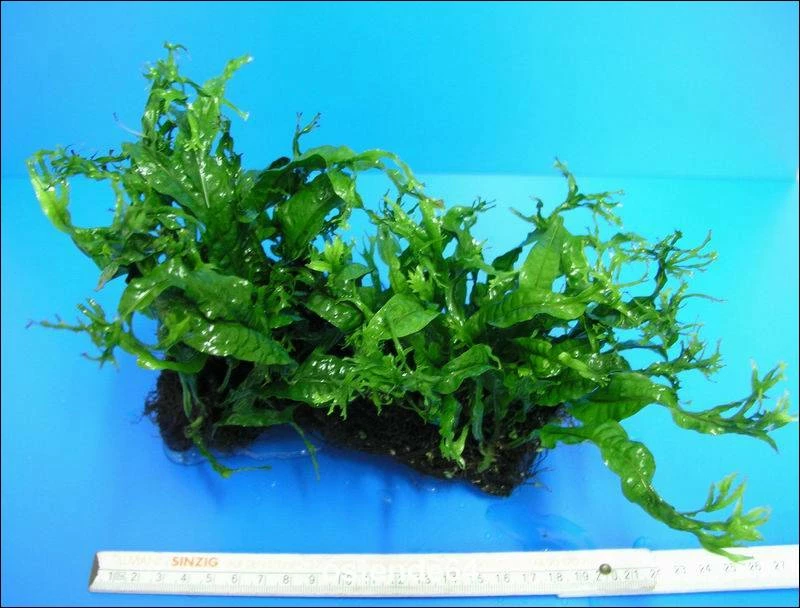 Javafarn Windelov /Microsorum Pteropus Auf Wurzel 4 Javafarn Windelov /Microsorum Pteropus Auf Wurzel – Bild 2