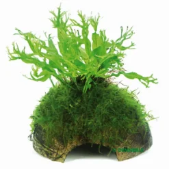 Javafarn Windelov Mit Javamoos Auf Kokosnuss-Höhle / Coco Shell Mit Windelovfarn U. Moos