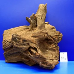 XL Mangroven-Wurzel 30x32x18 Unikat - Traumwurzel #1172