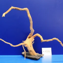 XXL Rote Moorwurzel / Moorkienholz 48x25x23 Traumwurzel #1280 Auf Schiefer