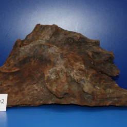 XL Mangroven-Wurzel 40x22x18 Unikat - Traumwurzel #1402