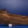 6XL Mangroven-Wurzel 113x36x60 Unikat - Traumwurzel #1437 -Hobby Verkäufe W1437 1 1