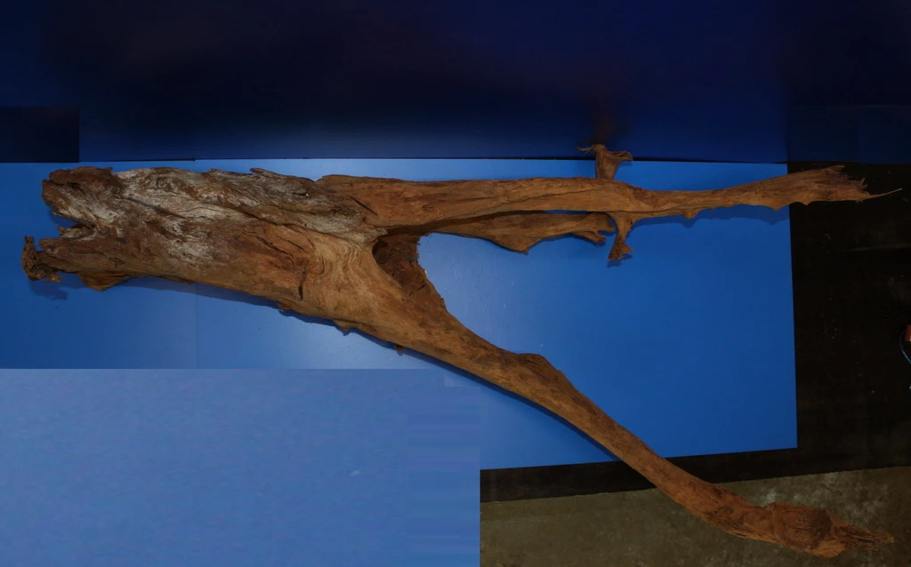 6XL Mangroven-Wurzel 113x36x60 Unikat - Traumwurzel #1437 4 6XL Mangroven-Wurzel 113x36x60 Unikat - Traumwurzel #1437 – Bild 2