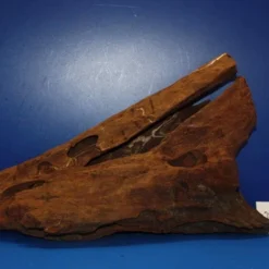 XL Mangroven-Wurzel 45x28x21 Unikat - Traumwurzel #1556