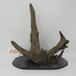 XL Scaper Wurzel 19x21x14 Traumwurzel #1560 Auf Schiefer