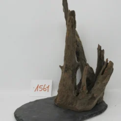 XL Scaper Wurzel 19x24x19 Traumwurzel #1561 Auf Schiefer