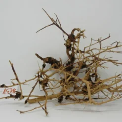 XL Thailand Zweig / Wurzel 40x23x18 Traumwurzel #1578