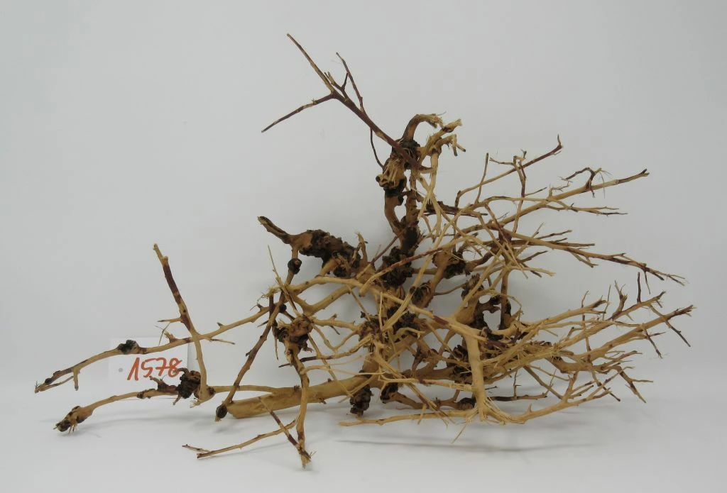 XL Thailand Zweig / Wurzel 40x23x18 Traumwurzel #1578 3 XL Thailand Zweig / Wurzel 40x23x18 Traumwurzel #1578