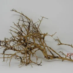 XL Thailand Zweig / Wurzel 38x22x16 Traumwurzel #1579