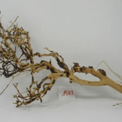 XL Thailand Zweig / Wurzel 47x28x16 Traumwurzel #1583