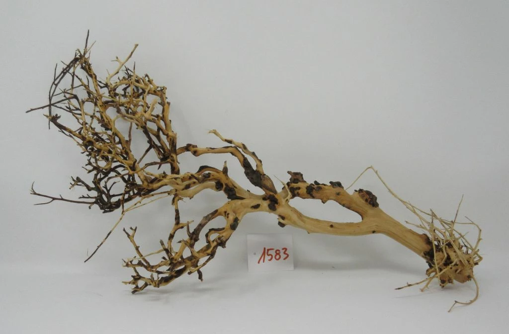 XL Thailand Zweig / Wurzel 47x28x16 Traumwurzel #1583 3 XL Thailand Zweig / Wurzel 47x28x16 Traumwurzel #1583