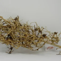 XL Thailand Zweig / Wurzel 46x20x17 Traumwurzel #1584