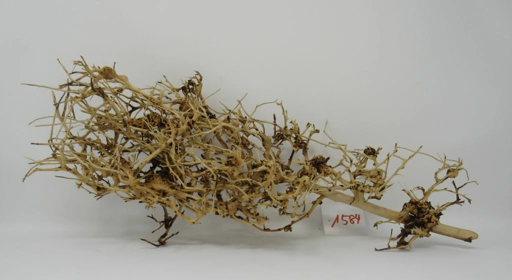 XL Thailand Zweig / Wurzel 46x20x17 Traumwurzel #1584 2 XL Thailand Zweig / Wurzel 46x20x17 Traumwurzel #1584