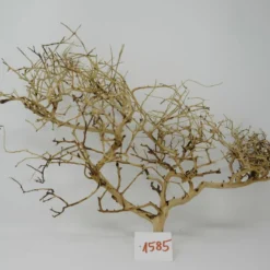 XL Thailand Zweig / Wurzel 50x38x16 Traumwurzel #1585