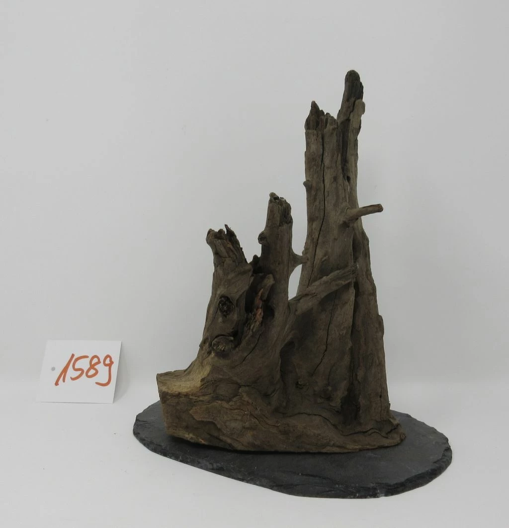 XL Scaper Wurzel 19x22x18 Traumwurzel #1589 Auf Schiefer 3 XL Scaper Wurzel 19x22x18 Traumwurzel #1589 Auf Schiefer