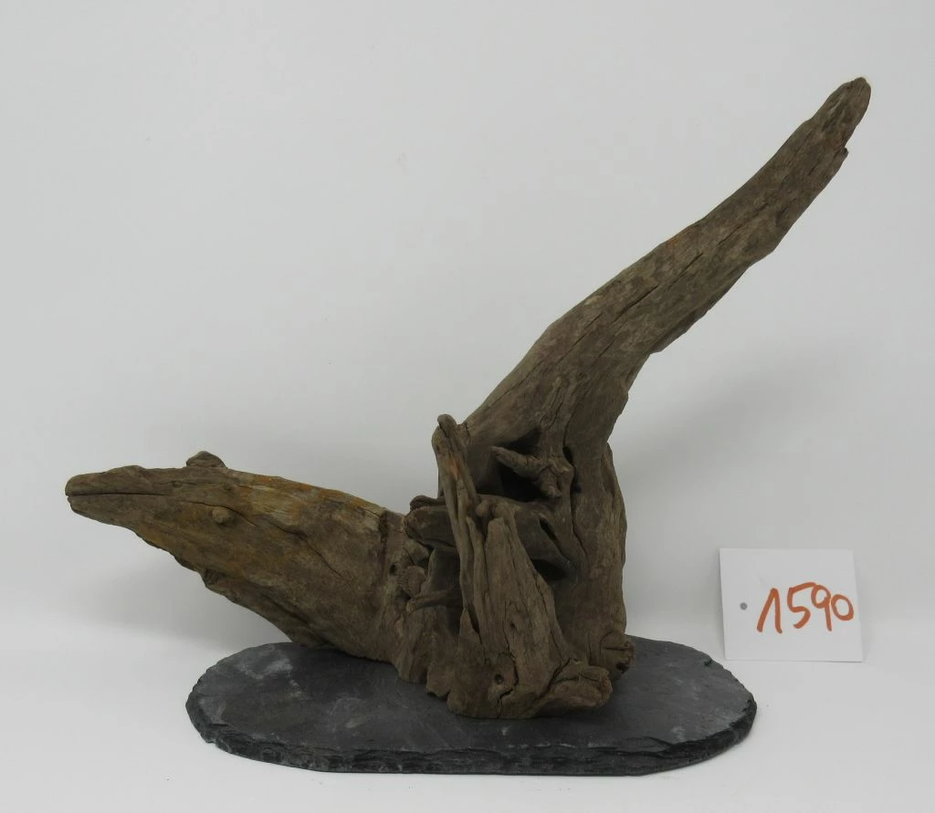 XL Scaper Wurzel 26x20x15 Traumwurzel #1590 Auf Schiefer 3 XL Scaper Wurzel 26x20x15 Traumwurzel #1590 Auf Schiefer