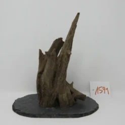 XL Scaper Wurzel 20x21x13 Traumwurzel #1591 Auf Schiefer